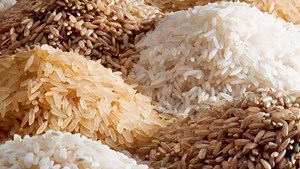 بیاعتنایی بانک مرکزی به تصمیمات ارزی دولت در حوزه واردات برنج