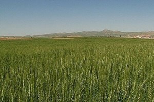 اختصاص ۵۰۰میلیاردتومان تسهیلات خرید ادوات درطرح جهش تولیددیمزارها