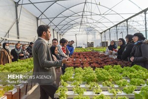 پیشبینی تولید ۲۰۰ هزار تن گوشت از دو نوع دام شتر و گاومیش