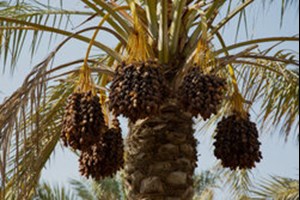 رییس انجمن خرما: تولید خرما امسال بیش از ۱.۳ میلیون تن است/ ایران دومین تولیدکننده