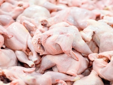 خرید حمایتی مرغ به بیش از ۲۱ هزارتن رسید