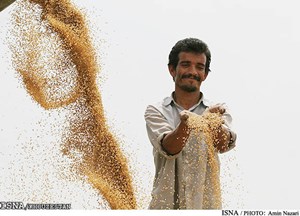 مطالبات گندمکاران خوزستانی کی پرداخت میشود؟
