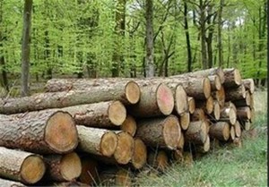 مدیرکل منابع طبیعی خوزستان: طرح کاشت یک میلیارد درخت شامل درختان باغی هم می‌شود
