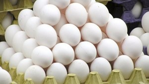 خرید حمایتی تخممرغ تا پایان شهریور تمدید شد