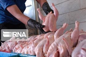 روزانه ۳۰۰ تن مرغ گرم در بازار خوزستان توزیع میشود