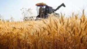 حداقل قیمت منطقی خرید تضمینی گندم ۲۴ هزارتومان است