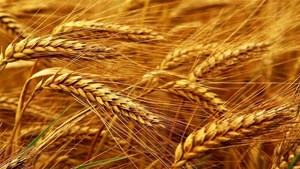 خرید بذر گندم از ۵۰۰ هزار تن گذشت