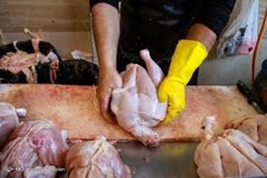 بازار مرغ با کاهش تنش گرمایی متعادل میشود