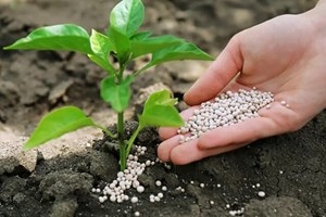 اختلاف قیمت کود یارانهای و سهم بازار؛ دستاویزی برای دلالان و قاچاقچیان