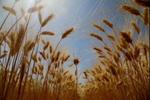تغییر قیمت خرید تضمینی گندم به سال زراعی آینده موکول شد