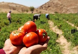 یخزدگی بوتههای گوجهفرنگی بازار را بهم ریخت