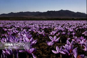 یک فعال صنعت زعفران عنوان کرد: زعفران ایران به کدام کشورها صادر میشود؟ / کاهش صادرات به چین