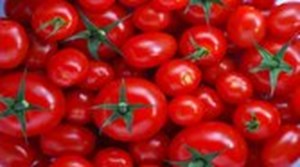 بازار گوجهفرنگی طی ۱۰ روز آینده متعادل میشود