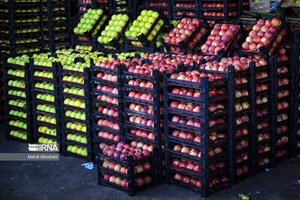 در راستای کنترل قیمت؛ میادین جدید عرضه کالای اساسی و میوه و ترهبار در اهواز راه اندازی میشود