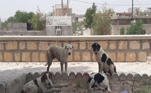 مبارزه با بیماریهای کیست هیداتیک در جمعیت حیوانی در خوزستان