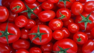 بازار گوجه فرنگی از اوایل آذر متعادل میشود