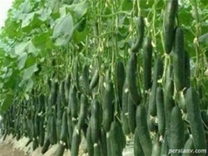 رئیس پیشین اتحادیه بارفروشان؛ هفته آینده قیمت خیار کاهش مییابد/ ظرفیت بدون استفاده صادرات میوه
