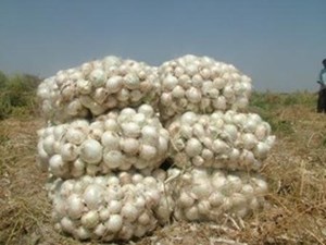 قیمت پیاز کاهشی میشود