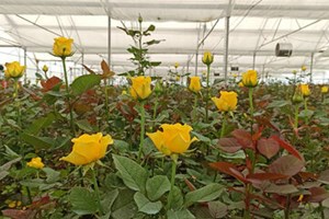 ۲۴ طرح کشاورزی خوزستان آماده بهرهبرداری است