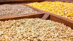 تامین نهادههای دامی و کالاهای اساسی همچون سال گذشته انجام میشود