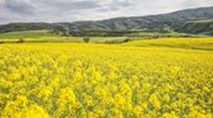 خوداتکایی ۵۰ درصدی دانههای روغنی در برنامه هفتم محقق میشود