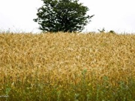 محدودیت کشت تابستانه اعمال می‌شود