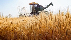 مطالبات گندمکاران به زودی پرداخت میشود