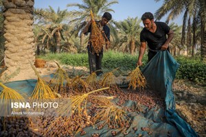 برداشت محصول خرما در خوزستان از نیمه دوم شهریور آغاز میشود