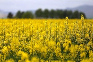 مدیرعامل بنیادملی گندمکاران اعلام کرد؛ پول برای واردات دانه روغنی هست اما برای ۱۰درصد تولید داخل خیر
