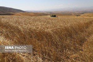 تمام مطالبات گندمکاران پرداخت شد/ علت دیرکرد پرداخت مطالبات چه بود؟