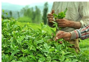 خوشبینی صادرکنندگان چای هند به بازار بزرگ ایران